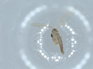  ( - BIOUG54511-F09)  @11 [ ] CreativeCommons - Attribution (2020) Centre for Biodiversity Genomics Centre for Biodiversity Genomics