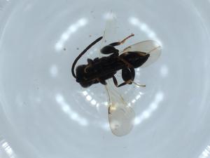  ( - BIOUG54523-D02)  @11 [ ] CreativeCommons - Attribution (2020) Centre for Biodiversity Genomics Centre for Biodiversity Genomics