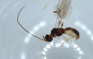  ( - BIOUG54523-D01)  @11 [ ] CreativeCommons - Attribution (2020) Centre for Biodiversity Genomics Centre for Biodiversity Genomics