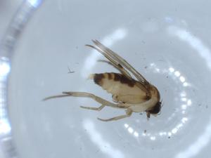  ( - BIOUG54438-G04)  @11 [ ] CreativeCommons - Attribution (2020) Centre for Biodiversity Genomics Centre for Biodiversity Genomics