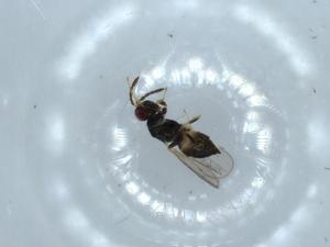  ( - BIOUG54442-F01)  @11 [ ] CreativeCommons - Attribution (2020) Centre for Biodiversity Genomics Centre for Biodiversity Genomics