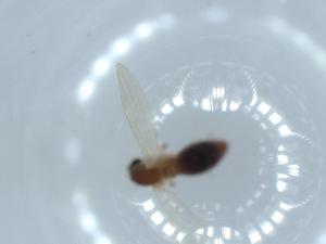  ( - BIOUG54453-B06)  @11 [ ] CreativeCommons - Attribution (2020) Centre for Biodiversity Genomics Centre for Biodiversity Genomics