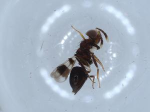  ( - BIOUG54454-C06)  @12 [ ] CreativeCommons - Attribution (2020) Centre for Biodiversity Genomics Centre for Biodiversity Genomics