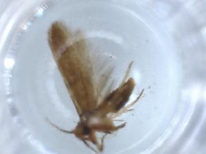  ( - BIOUG54862-A12)  @11 [ ] CreativeCommons - Attribution (2020) Centre for Biodiversity Genomics Centre for Biodiversity Genomics