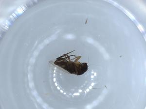  ( - BIOUG54883-A08)  @11 [ ] CreativeCommons - Attribution (2020) Centre for Biodiversity Genomics Centre for Biodiversity Genomics