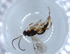  ( - BIOUG54901-H02)  @11 [ ] CreativeCommons - Attribution (2020) Centre for Biodiversity Genomics Centre for Biodiversity Genomics