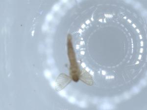  ( - BIOUG54918-H11)  @11 [ ] CreativeCommons - Attribution (2020) Centre for Biodiversity Genomics Centre for Biodiversity Genomics