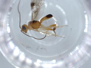  ( - BIOUG54922-G01)  @11 [ ] CreativeCommons - Attribution (2020) Centre for Biodiversity Genomics Centre for Biodiversity Genomics