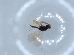  ( - BIOUG54293-G09)  @12 [ ] CreativeCommons - Attribution (2020) Centre for Biodiversity Genomics Centre for Biodiversity Genomics