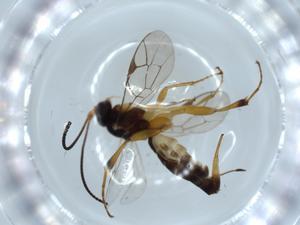  ( - BIOUG54324-G11)  @11 [ ] CreativeCommons - Attribution (2020) Centre for Biodiversity Genomics Centre for Biodiversity Genomics