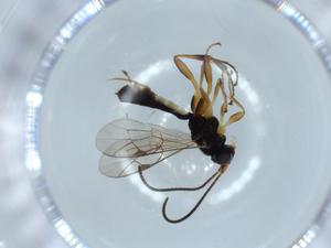  ( - BIOUG54933-E04)  @11 [ ] CreativeCommons - Attribution (2020) Centre for Biodiversity Genomics Centre for Biodiversity Genomics