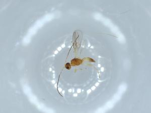  ( - BIOUG54933-F07)  @11 [ ] CreativeCommons - Attribution (2020) Centre for Biodiversity Genomics Centre for Biodiversity Genomics