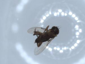  ( - BIOUG54648-G03)  @11 [ ] CreativeCommons - Attribution (2020) Centre for Biodiversity Genomics Centre for Biodiversity Genomics