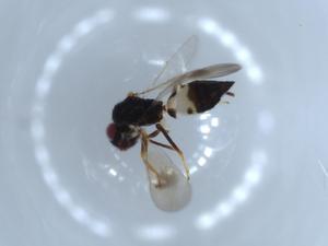  ( - BIOUG54653-A08)  @12 [ ] CreativeCommons - Attribution (2020) Centre for Biodiversity Genomics Centre for Biodiversity Genomics