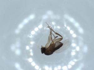  ( - BIOUG54661-F10)  @11 [ ] CreativeCommons - Attribution (2020) Centre for Biodiversity Genomics Centre for Biodiversity Genomics