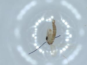  ( - BIOUG54665-C06)  @11 [ ] CreativeCommons - Attribution (2020) Centre for Biodiversity Genomics Centre for Biodiversity Genomics