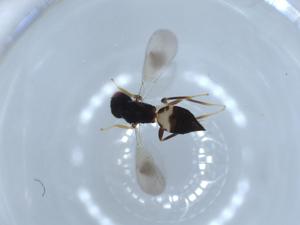  ( - BIOUG54657-D06)  @12 [ ] CreativeCommons - Attribution (2020) Centre for Biodiversity Genomics Centre for Biodiversity Genomics