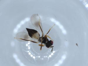  ( - BIOUG54657-D05)  @12 [ ] CreativeCommons - Attribution (2020) Centre for Biodiversity Genomics Centre for Biodiversity Genomics