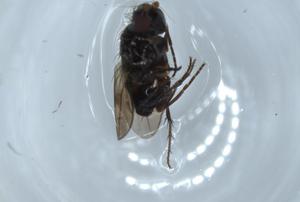  ( - BIOUG54333-H01)  @11 [ ] CreativeCommons - Attribution (2020) Centre for Biodiversity Genomics Centre for Biodiversity Genomics