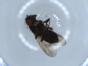  ( - BIOUG54334-B08)  @11 [ ] CreativeCommons - Attribution (2020) Centre for Biodiversity Genomics Centre for Biodiversity Genomics