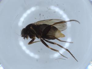  ( - BIOUG54334-C02)  @11 [ ] CreativeCommons - Attribution (2020) Centre for Biodiversity Genomics Centre for Biodiversity Genomics