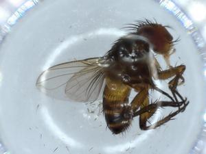  (Siphona Malaise7035 - BIOUG54335-C09)  @11 [ ] CreativeCommons - Attribution (2020) Centre for Biodiversity Genomics Centre for Biodiversity Genomics