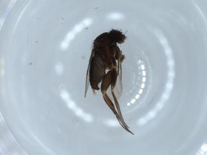  ( - BIOUG54338-H02)  @11 [ ] CreativeCommons - Attribution (2020) Centre for Biodiversity Genomics Centre for Biodiversity Genomics