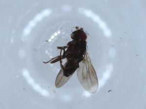  ( - BIOUG54340-B11)  @11 [ ] CreativeCommons - Attribution (2020) Centre for Biodiversity Genomics Centre for Biodiversity Genomics