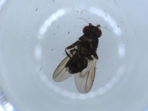  ( - BIOUG54342-D01)  @11 [ ] CreativeCommons - Attribution (2020) Centre for Biodiversity Genomics Centre for Biodiversity Genomics