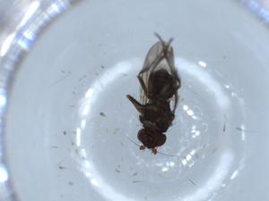  ( - BIOUG54342-F07)  @11 [ ] CreativeCommons - Attribution (2020) Centre for Biodiversity Genomics Centre for Biodiversity Genomics