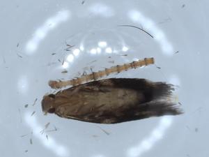  ( - BIOUG54344-G09)  @11 [ ] CreativeCommons - Attribution (2020) Centre for Biodiversity Genomics Centre for Biodiversity Genomics