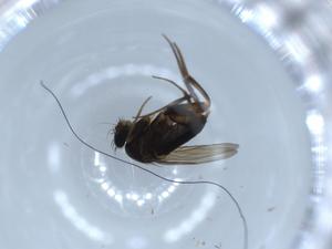  ( - BIOUG54346-B12)  @11 [ ] CreativeCommons - Attribution (2020) Centre for Biodiversity Genomics Centre for Biodiversity Genomics