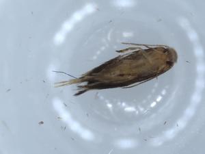  ( - BIOUG54347-H10)  @11 [ ] CreativeCommons - Attribution (2020) Centre for Biodiversity Genomics Centre for Biodiversity Genomics