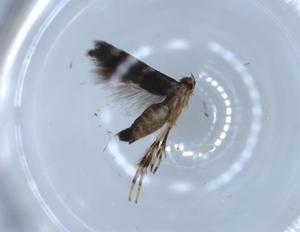  ( - BIOUG54347-H08)  @11 [ ] CreativeCommons - Attribution (2020) Centre for Biodiversity Genomics Centre for Biodiversity Genomics