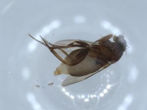  ( - BIOUG54348-G08)  @11 [ ] CreativeCommons - Attribution (2020) Centre for Biodiversity Genomics Centre for Biodiversity Genomics