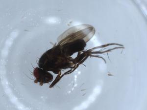  ( - BIOUG54350-A06)  @11 [ ] CreativeCommons - Attribution (2020) Centre for Biodiversity Genomics Centre for Biodiversity Genomics