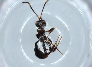  ( - BIOUG54351-B10)  @11 [ ] CreativeCommons - Attribution (2020) Centre for Biodiversity Genomics Centre for Biodiversity Genomics