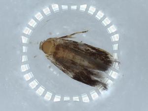  ( - BIOUG54351-F06)  @11 [ ] CreativeCommons - Attribution (2020) Centre for Biodiversity Genomics Centre for Biodiversity Genomics