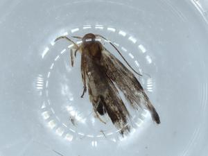  ( - BIOUG54351-F12)  @11 [ ] CreativeCommons - Attribution (2020) Centre for Biodiversity Genomics Centre for Biodiversity Genomics