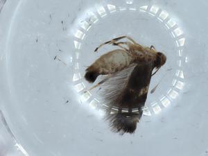  ( - BIOUG54351-G04)  @11 [ ] CreativeCommons - Attribution (2020) Centre for Biodiversity Genomics Centre for Biodiversity Genomics