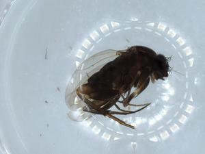  ( - BIOUG54352-F04)  @11 [ ] CreativeCommons - Attribution (2020) Centre for Biodiversity Genomics Centre for Biodiversity Genomics