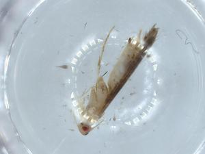  ( - BIOUG54357-G11)  @11 [ ] CreativeCommons - Attribution (2020) Centre for Biodiversity Genomics Centre for Biodiversity Genomics