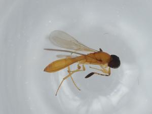  ( - BIOUG62201-A09)  @11 [ ] CreativeCommons - Attribution (2020) Centre for Biodiversity Genomics Centre for Biodiversity Genomics