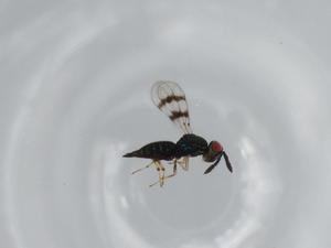  ( - BIOUG62143-A06)  @11 [ ] CreativeCommons - Attribution (2020) Centre for Biodiversity Genomics Centre for Biodiversity Genomics