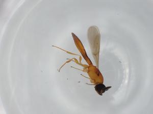  ( - BIOUG62073-H09)  @11 [ ] CreativeCommons - Attribution (2020) Centre for Biodiversity Genomics Centre for Biodiversity Genomics