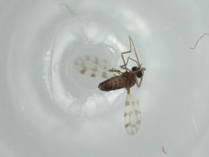  ( - BIOUG62137-A09)  @11 [ ] CreativeCommons - Attribution (2020) Centre for Biodiversity Genomics Centre for Biodiversity Genomics