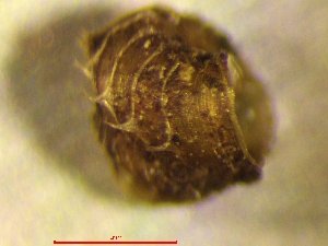  ( - AC_ACU_1)  @11 [ ] CreativeCommons - Attribution Share-Alike (2024) Unspecified University of Lodz, Department of Invertebrate Zoology and Hydrobiology