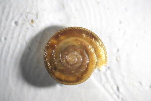  ( - DPER_BP02(1))  @11 [ ] CreativeCommons Attribution (2024) Dept of Invertebrate Zoology and Hydrobiology University of Lodz