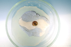  ( - DPER_PP01(1))  @11 [ ] CreativeCommons Attribution (2024) Dept of Invertebrate Zoology and Hydrobiology University of Lodz