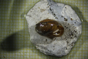  ( - IISO_1B)  @11 [ ] CreativeCommons Attribution (2024) Dept of Invertebrate Zoology and Hydrobiology University of Lodz